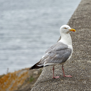 Gaviotas