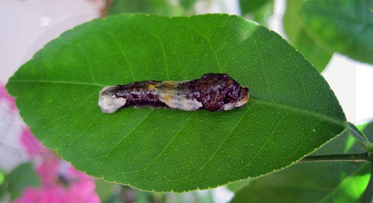 Oruga de Papilio cresphontes